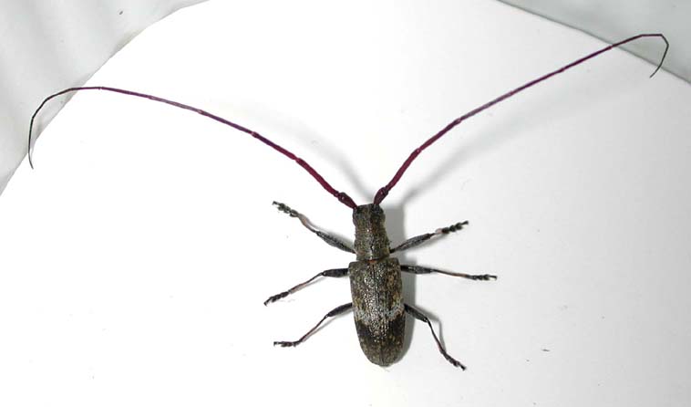 シコクヒメヒゲナガカミキリ