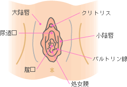 外性器