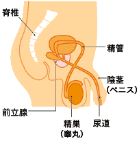 男性の性器  (1)ペニス(陰茎),(2)精巣,(3)精管,(4)前立腺,(5)尿道