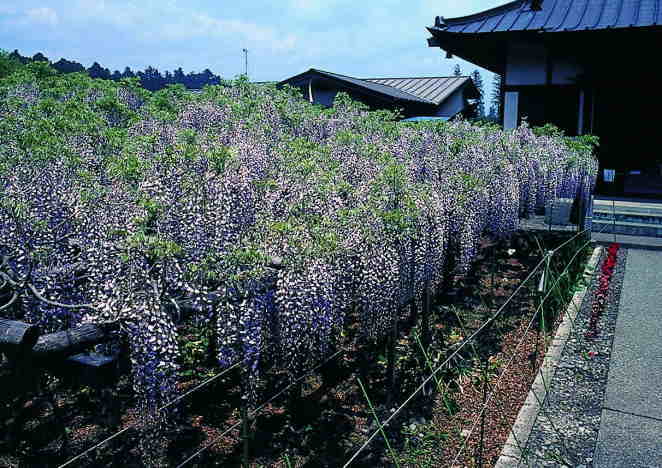 今市竜蔵寺の藤と線香