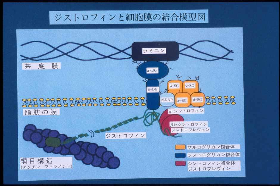 図６:ジストロフィンとジストロフィン結合蛋白の関係