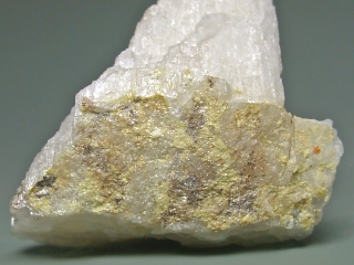 灰泡蒼鉛
