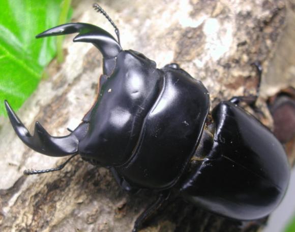 アンタエウス