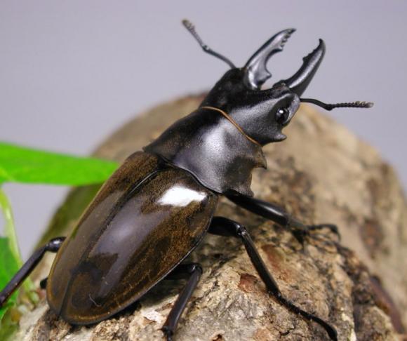 ダールマンツヤクワガタはどんな虫? わかりやすく解説 Weblio辞書 ダールマンツヤクワガタはどんな虫? わかりやすく解説 Weblio辞書