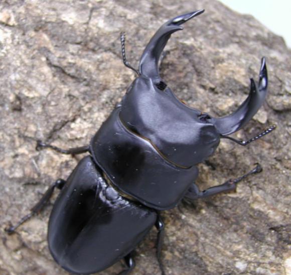 三重県産オオクワガタ