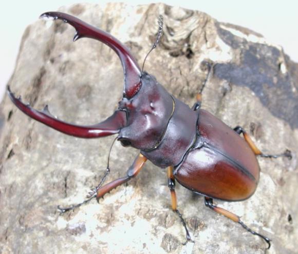 アスタコイデス ノコギリクワガタ
