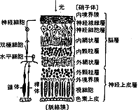 網膜