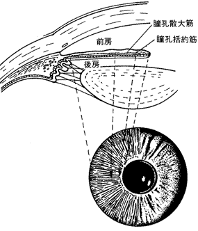 瞳