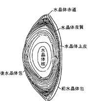 水晶体