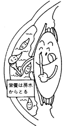 水晶体