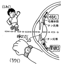 水晶体