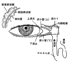 涙