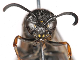 frontal view