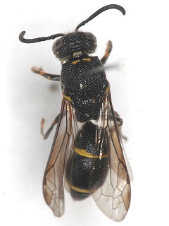 dorsal view