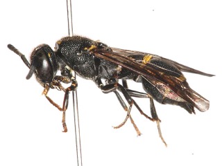 lateral view