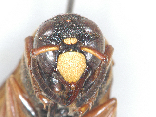 frontal view