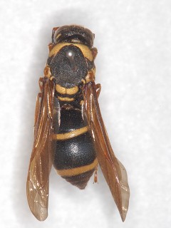 dorsal view