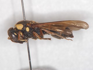 lateral view