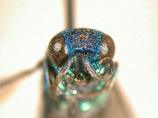 frontal view