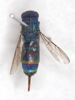 dorsal view