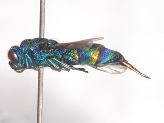 lateral view