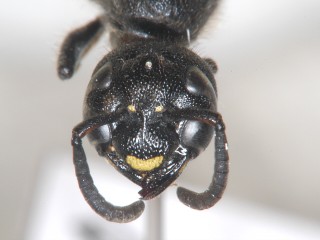 frontal view