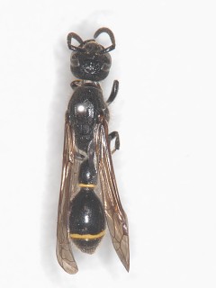 dorsal view