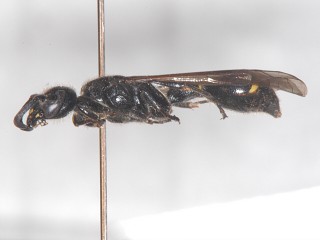 lateral view