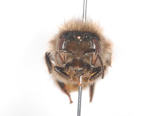 frontal view