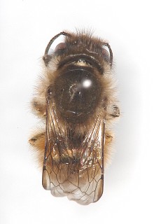 dorsal view