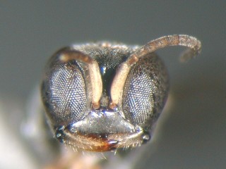 frontal view