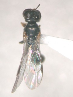 dorsal view