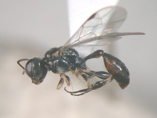 lateral view