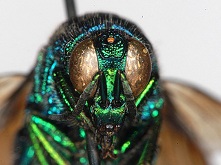 frontal view