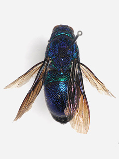 dorsal view