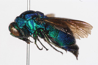 lateral view
