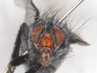 frontal view