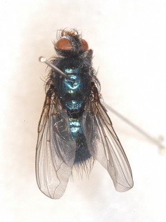 dorsal view