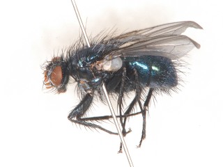 lateral view