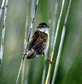 小川原湖畔の野鳥