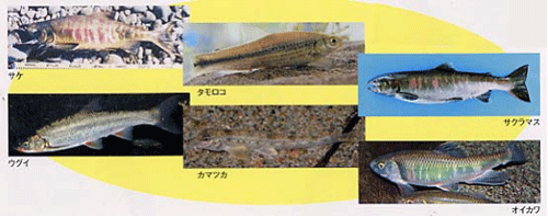  鬼怒川に生息する魚