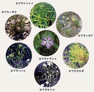  鬼怒川流域に生息する植物