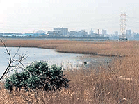 多摩川の河口