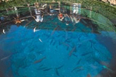 天然記念物　忍野八海の透き通った水