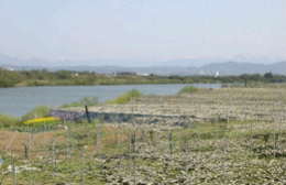 白根の梨畑(新潟県白根市提供)