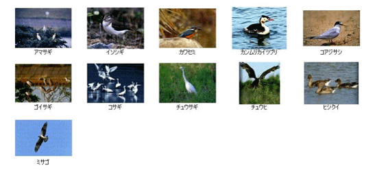 信濃川下流域で見られる鳥類