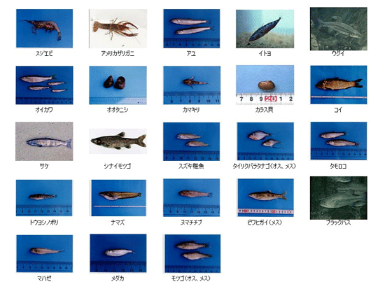 信濃川下流域で見られる水生生物（河川水辺の国勢調査）