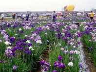 花菖蒲まつり(小矢部川河川公園) 