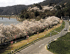 桜並木が美しい桜堤（三次市）