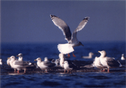 「野鳥の楽園」